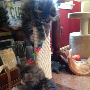 Meet your Posher, Nancy